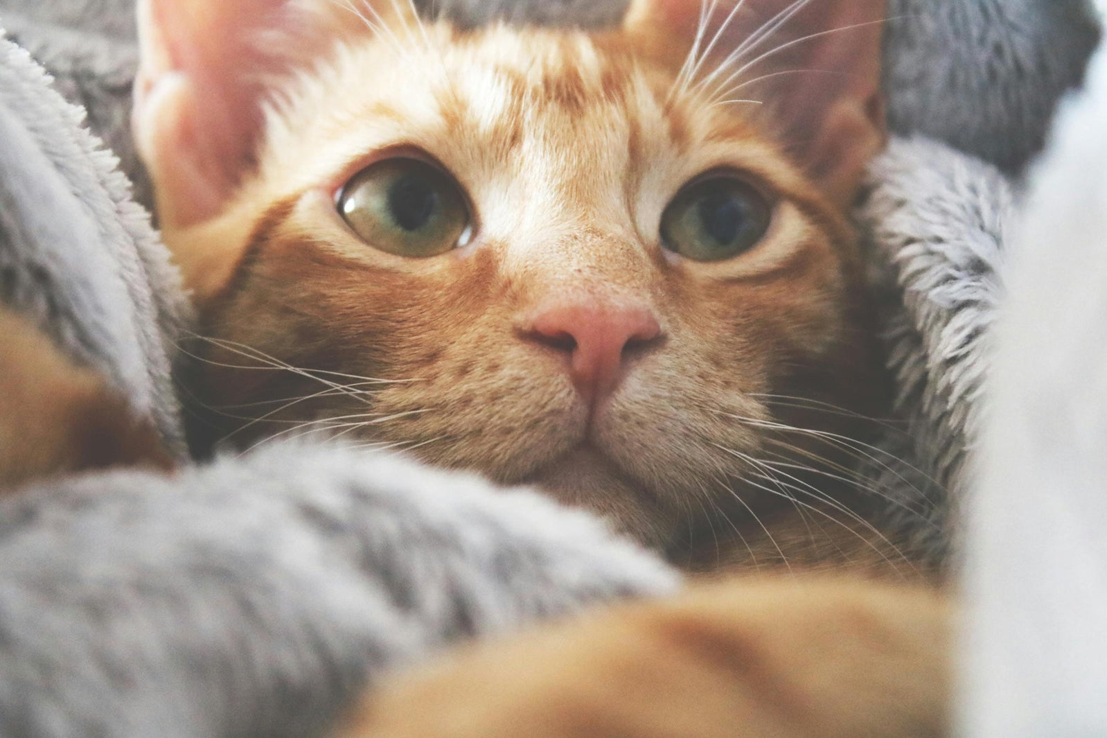 Cute Cat in Blanket
